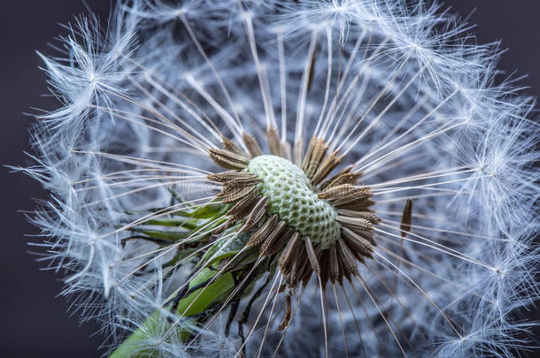 蒲公英.蒲公英绒毛.蒲公英安静的抽象的特写镜头