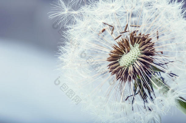 蒲公英.蒲公英绒毛.蒲公英安静的抽象的特写镜头