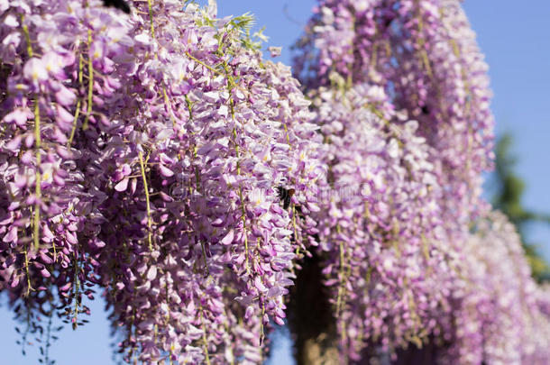 怀斯特里亚花