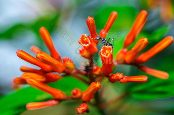 蚂蚁,勤奋的蚂蚁发现食物保护,仇敌,运送,敌人