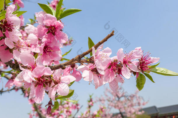 樱花或樱桃花花