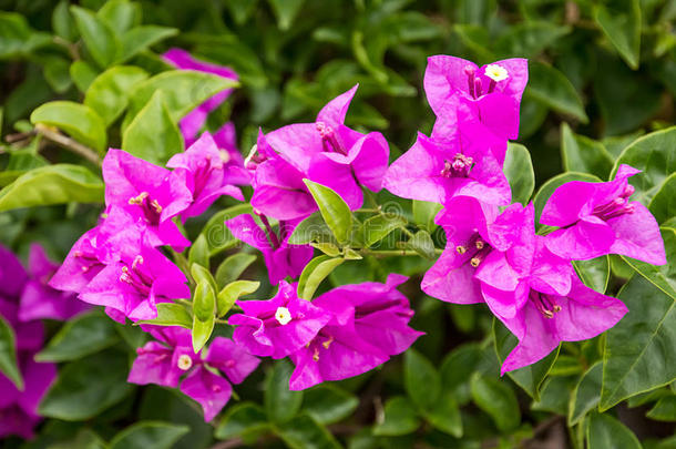 花朵兰花颜色后院自然的