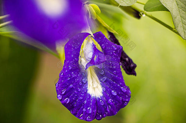 紫色的花是花,<strong>豌豆花</strong>,医学的和医学的