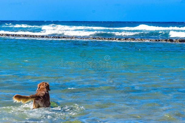 西伯利亚的嗓子哑的小狗游泳向指已提到的人岸海使<strong>溅起水</strong>