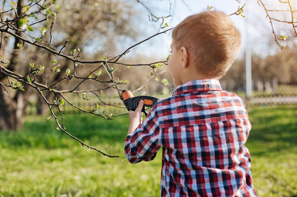 小的男孩修枝苹果树