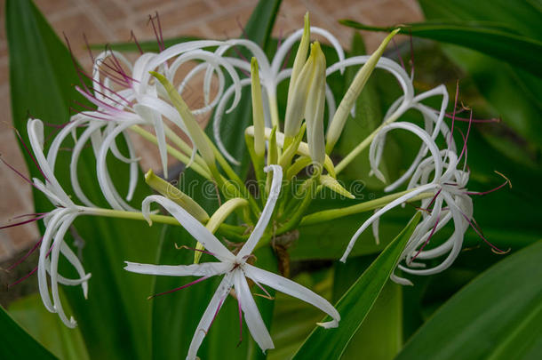 水鬼蕉属-白色的热带的花和长的薄的花瓣