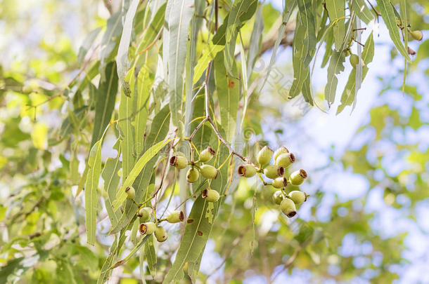 澳大利亚人<strong>口香糖</strong>树<strong>口香糖</strong>nuts