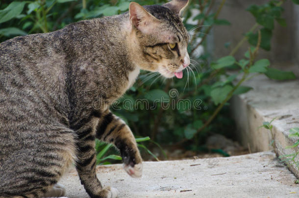 猫舌头舌头