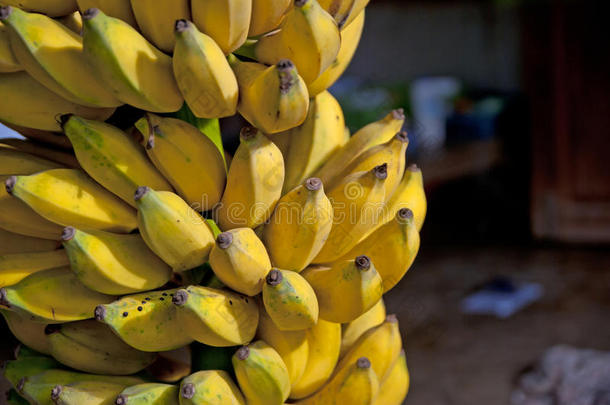 耕种的<strong>香蕉</strong>采用泰国