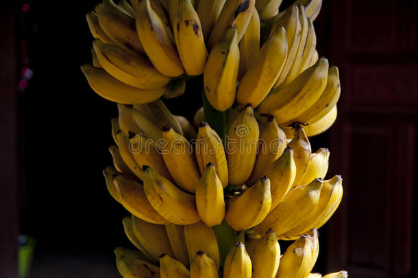 耕种的香蕉采用泰国
