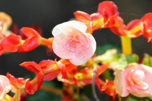 马齿苋属的植物马齿苋