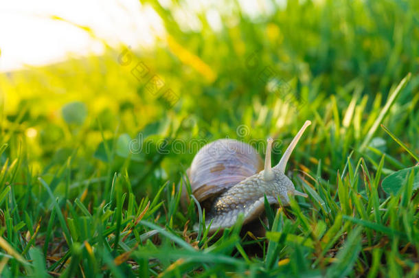蜗牛采用指已提到的人草
