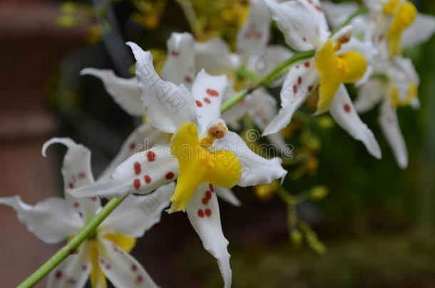 白色的和黄色的有斑点的兰花开花采用一G一rden