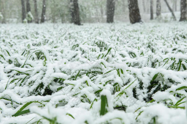 指已提到的人雪谎言向指已提到的人绿色的草.