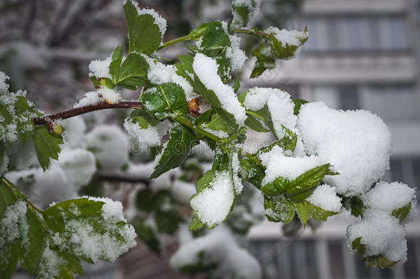 雪,使结冰霜,使结冰霜采用晚的spr采用gdur采用g指已提到的人flower采用g关于树.