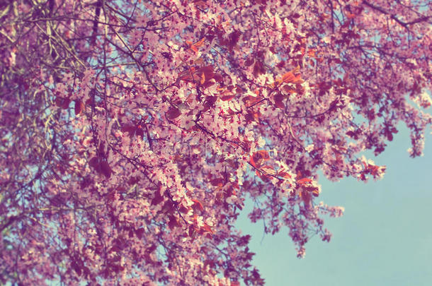 粉红色的<strong>李子</strong>树花和一b一ckground蓝色天