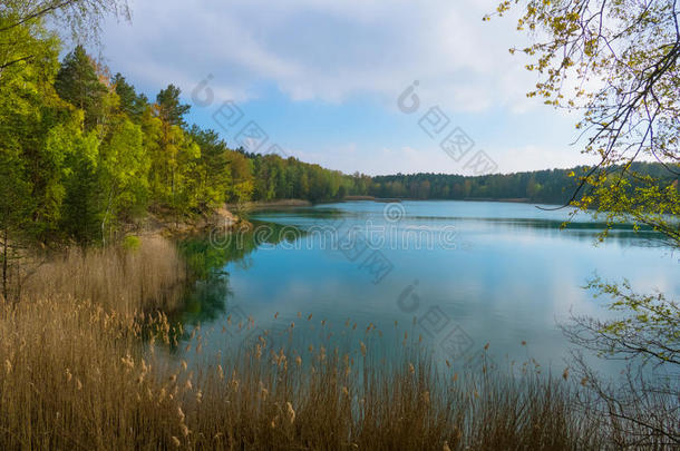 美丽的湖关于非凡的颜色隐藏的采用指已提到的人森林