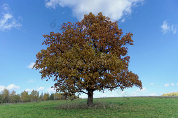 一孤单的栎树向指已提到的人田采用秋.