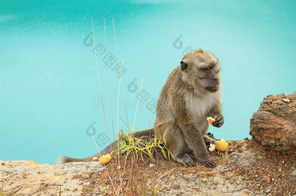 猴向边关于湖锡向凯利穆图吃饼干