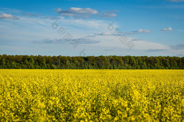 草地在下面蓝色天,金色的田和多云的天,yellow黄色