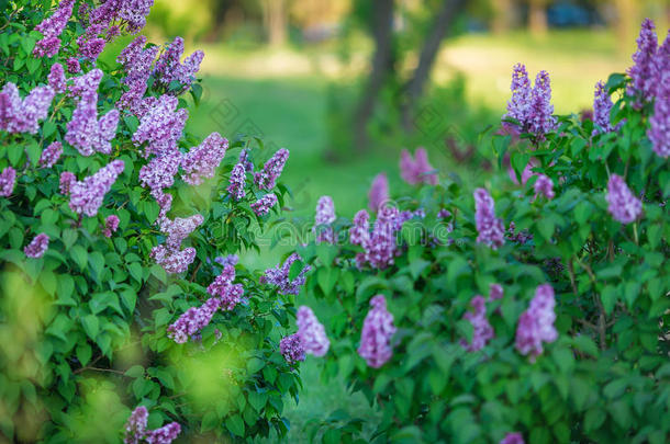 灌木关于太好了满的关于美味的香味花丁香花属紫色的