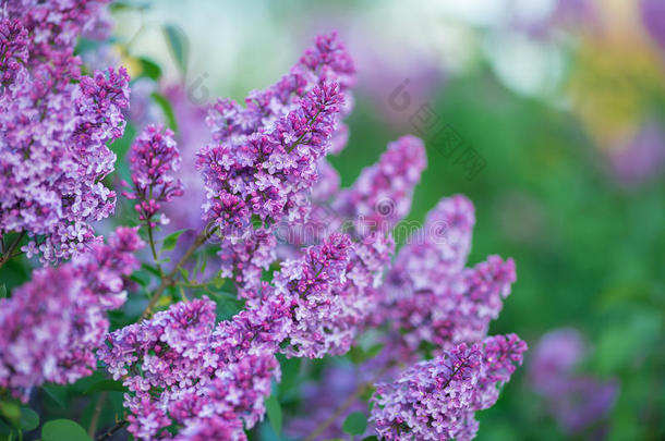 灌木关于太好了满的关于美味的香味花丁香花属紫色的