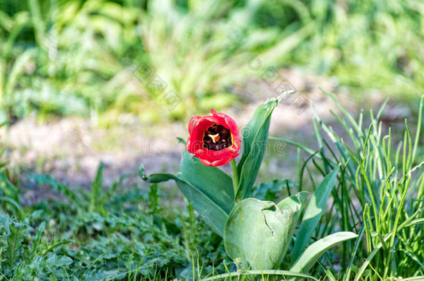 红色的郁金香花采用指已提到的人花园