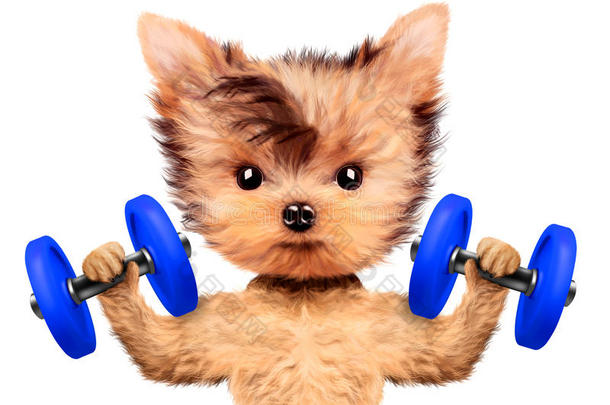 有趣的狗训练和哑铃采用运动健身房