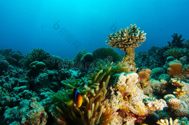 银莲花丑角鱼里面的指已提到的人珊瑚花园