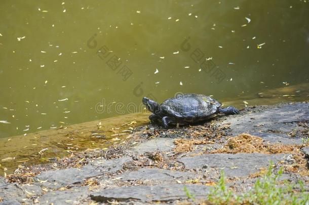 池塘滑雪者,或气管脚本