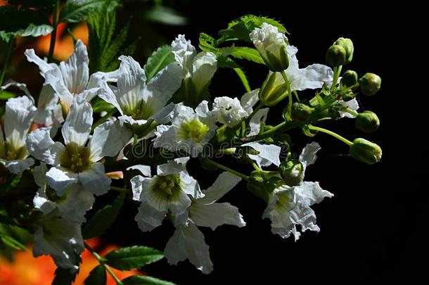 白色的盛开的花和芽关于黄色喇叭黄嘌呤sorbif