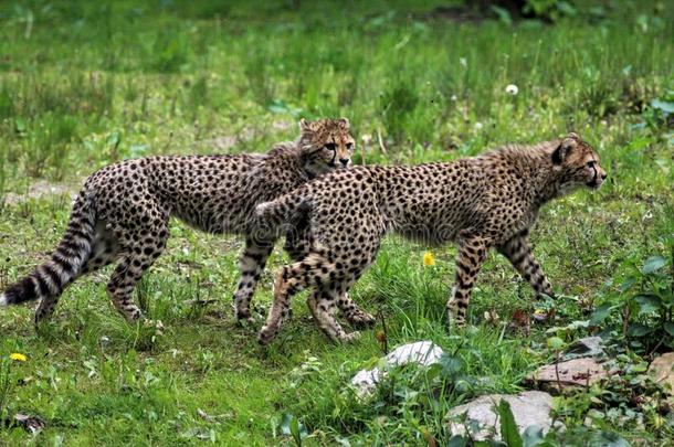 非洲猎豹幼小的动物