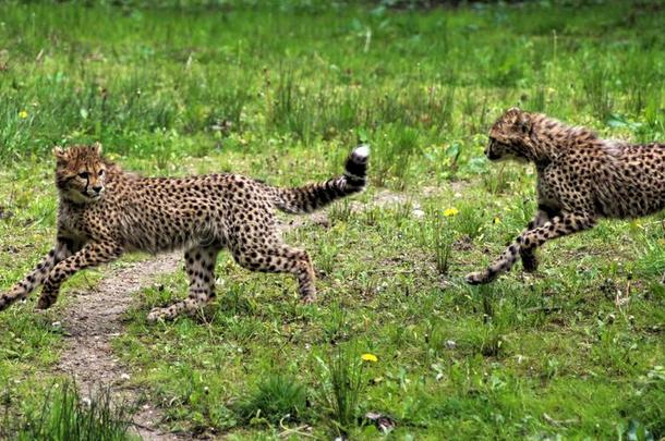 非洲猎豹幼小的动物
