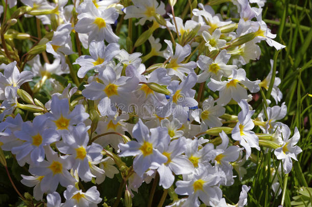 盛开的樱草属的植物埃拉蒂奥.春季花背景
