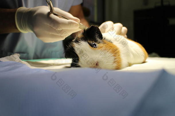 兽医的外科学关于皮样囊肿在旁边畿尼猪