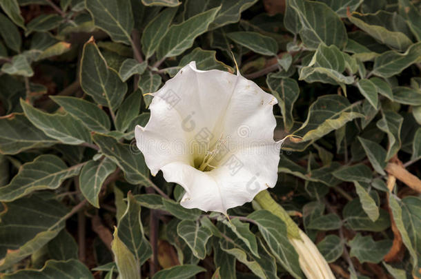 白色的魔鬼喇叭花,曼陀罗属的植物曼陀罗