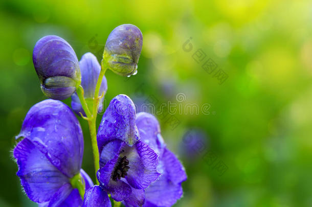 关-在上面关于一蓝色飞燕草花.