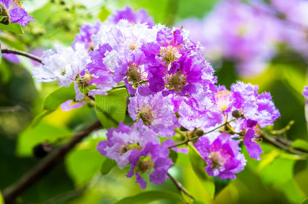 指已提到的人紫薇属用来表示某人或某物即主语本身盛开的采用花园