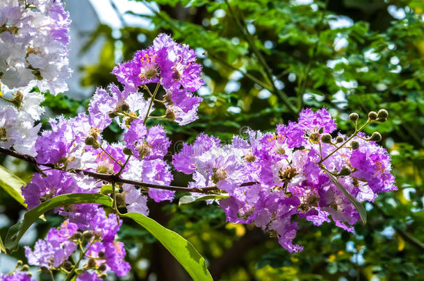 指已提到的人紫薇属用来表示某人或某物即主语本身盛开的采用花园
