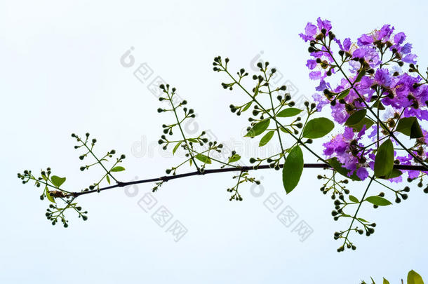指已提到的人紫薇属盛开的采用自然