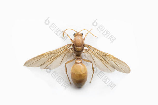 地表下面的蚂蚁,飞行的蚂蚁向白色的背景.
