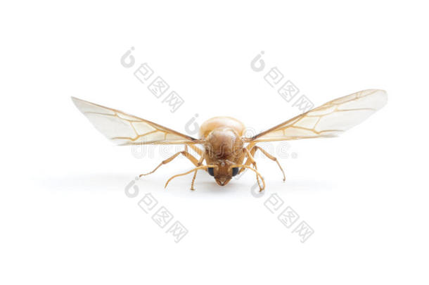 地表下面的蚂蚁,飞行的蚂蚁向白色的背景.