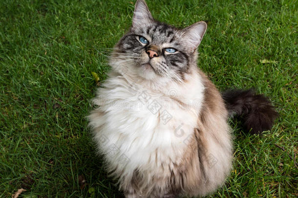 布偶猫成熟的猫肖像