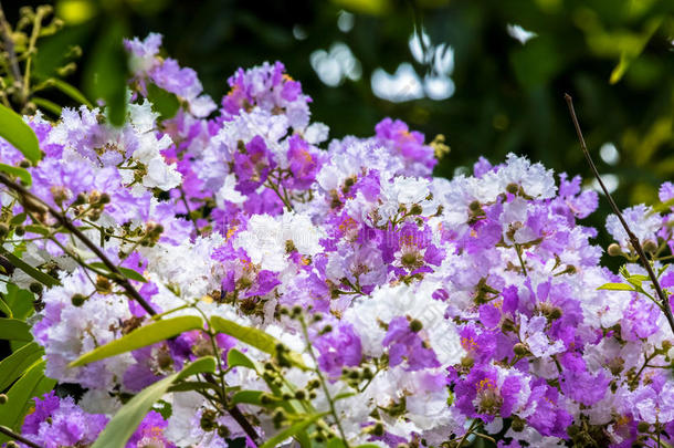 指已提到的人紫薇属盛开的采用花园