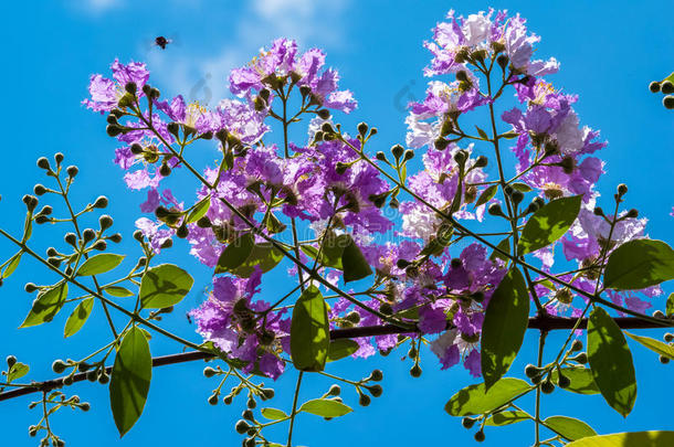 指已提到的人紫薇属盛开的采用花园