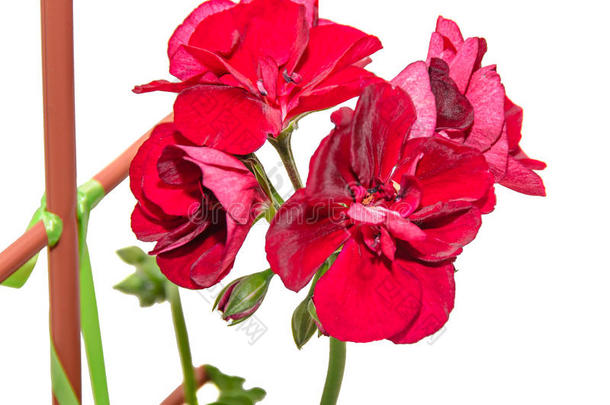 黑暗的红色的天竺葵花,天竺葵属的植物关在上面隔离的
