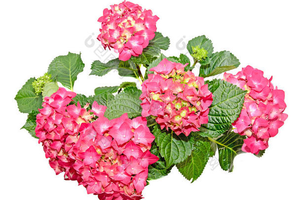 红色的和粉红色的八仙花属花,霍滕西亚绣球花属植物关在上面隔离的