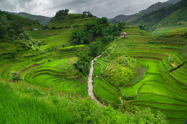 绿色的稻田向台地的采用希腊字母第12字枷茶,越南