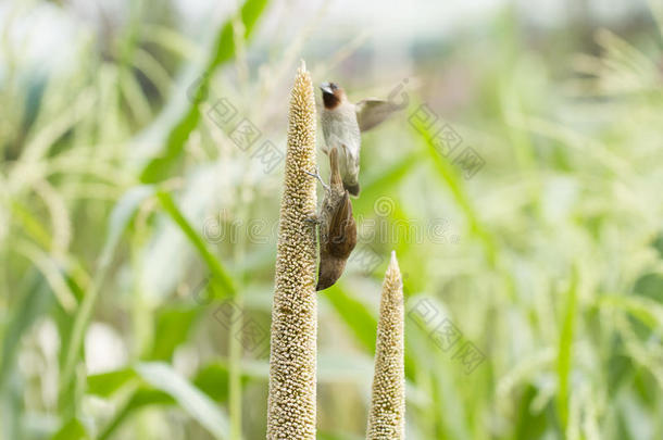 禾雀栖息向高粱植物