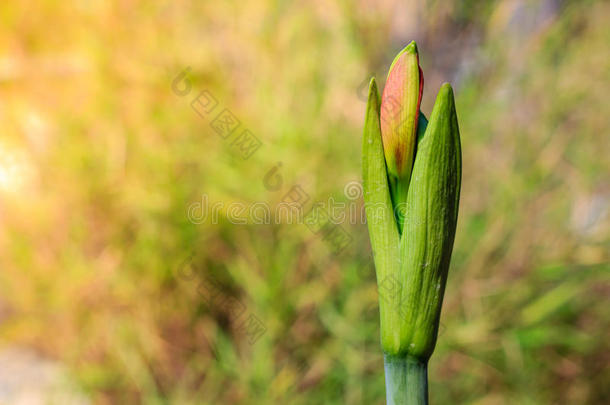 芽关于孤挺花约翰<strong>逊</strong>埋葬花